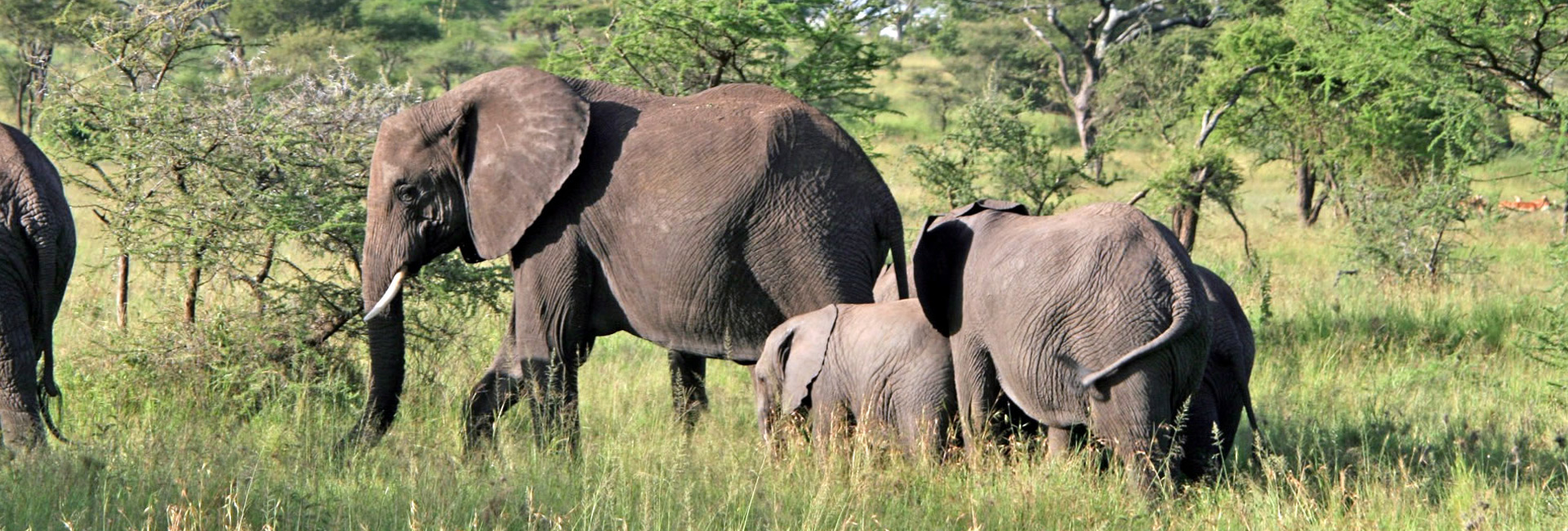 10 Day Tanzania Safari Tour