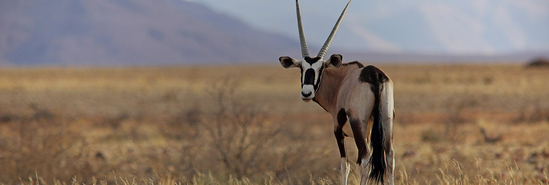 10 Days Namibia Desert Safari