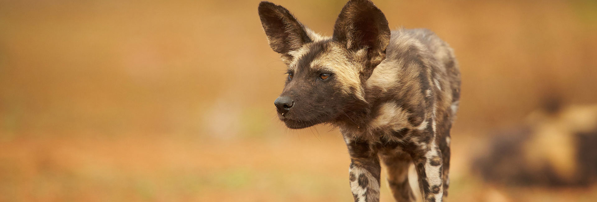 11 Days Zimbabwe Wildlife Safari