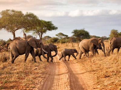 Tanzania Safari