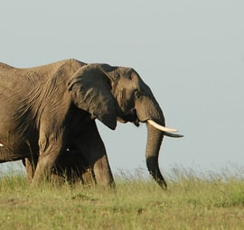 kruger national park safari