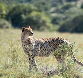 budget-kruger-safari