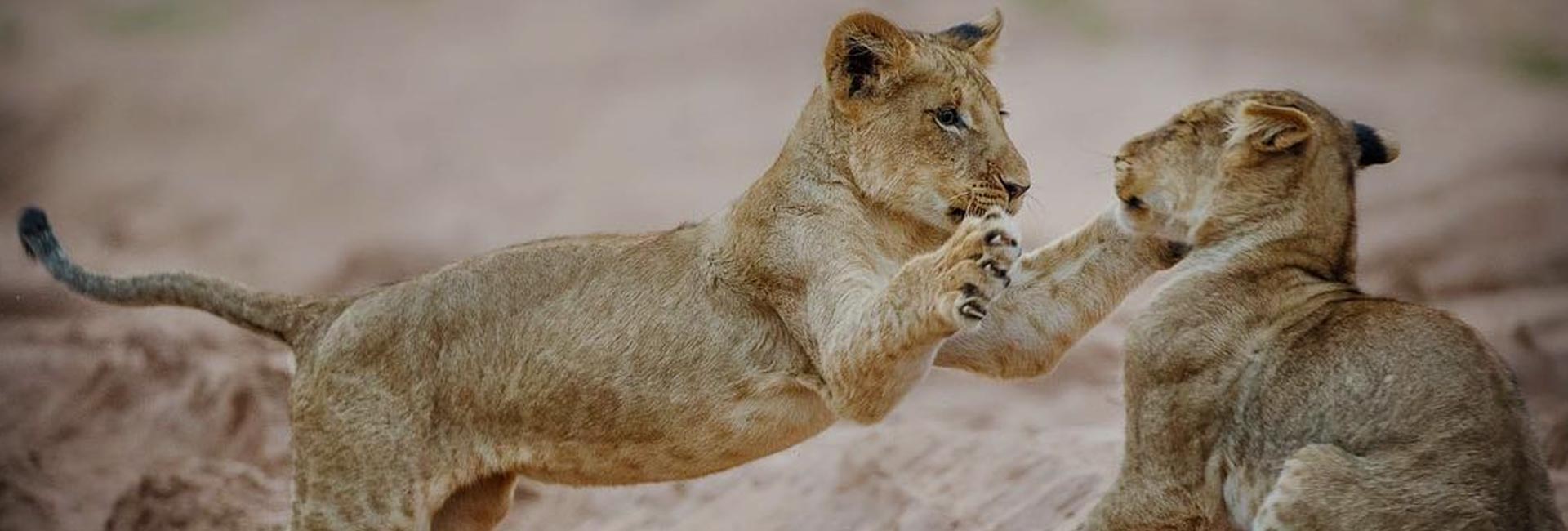 Victoria Falls And Chobe Packages 