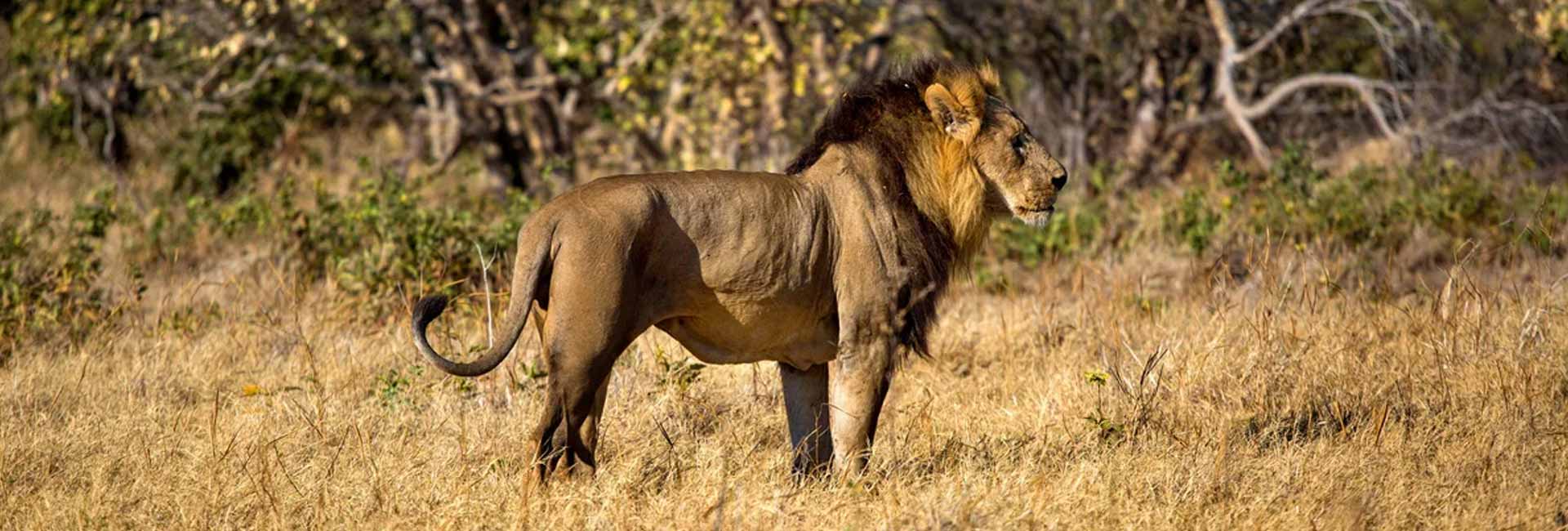 7 Days Hwange Victoria Falls & Chobe 