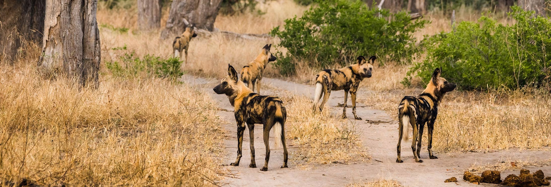 7 Night Green Desert Botswana Safari