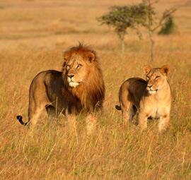 Victoria Falls To Okavango Delta