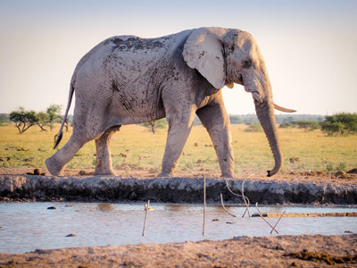Zambia Classic Safari