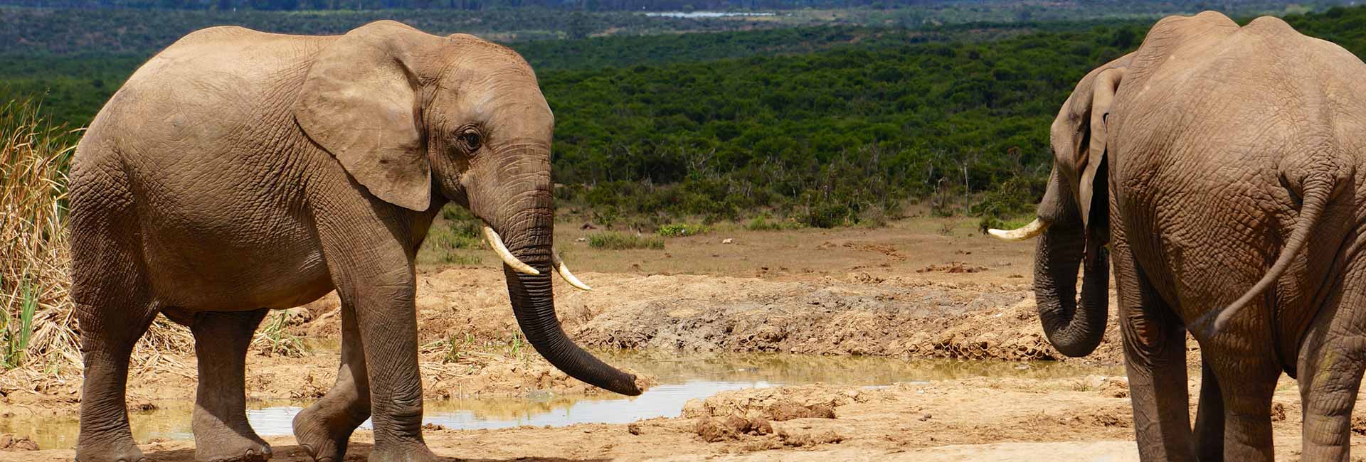 Addo Elephant National Park