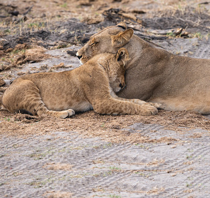Savuti National Park