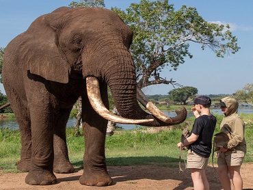 Elephant Experience
