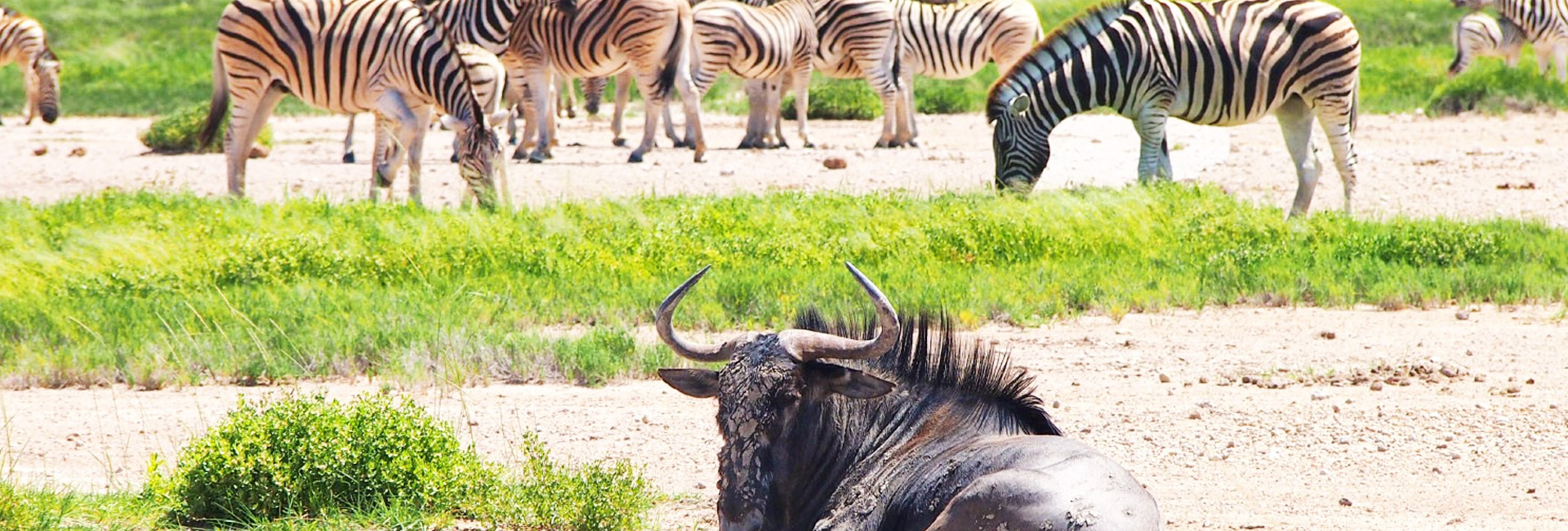 Etosha National Park