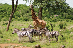 Zimbabwe Health & Safety