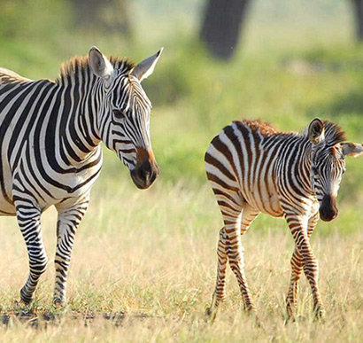 Katavi National Park