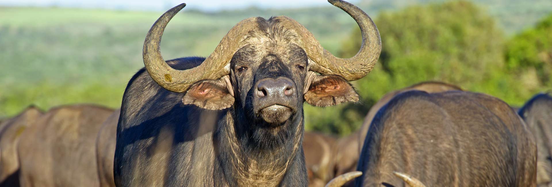 Kruger National Park