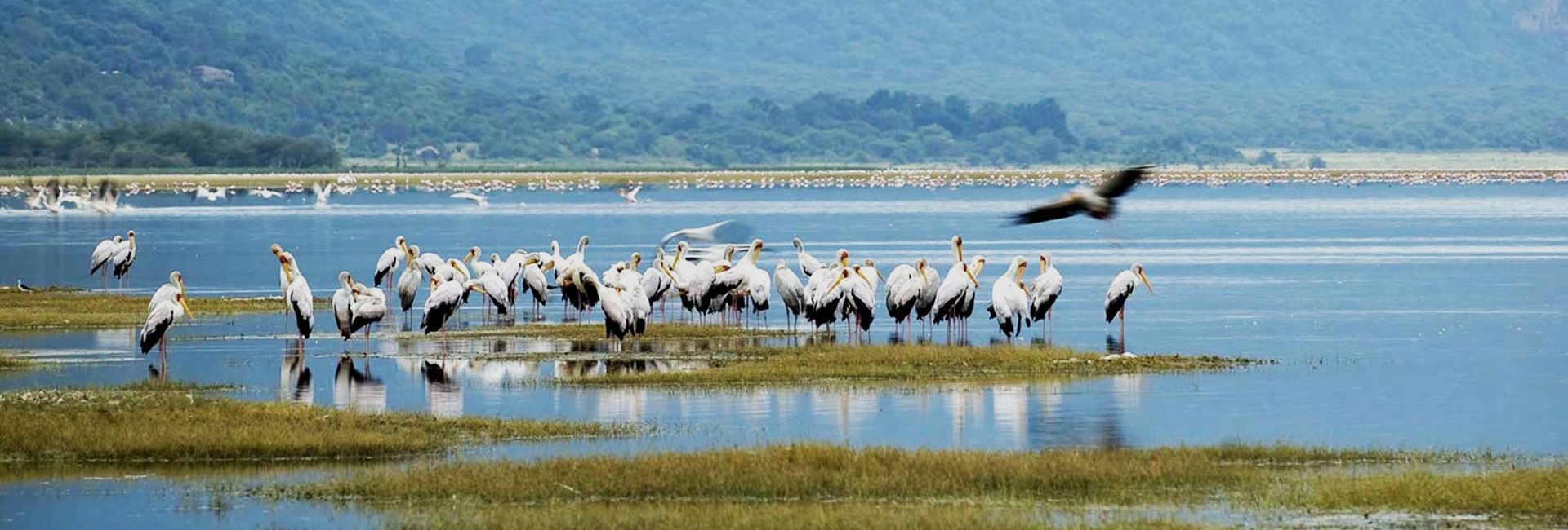 Lake Manyara National Park