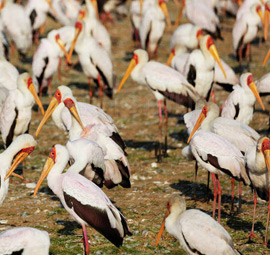 Mana-Pools National Park