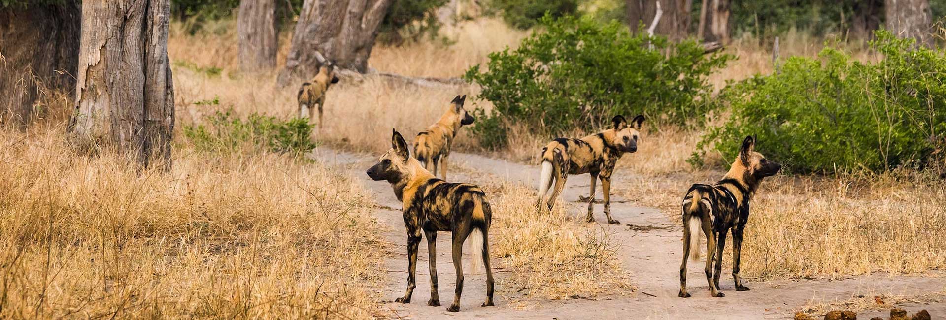 Moremi National Park