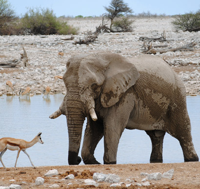 Etosha National Park