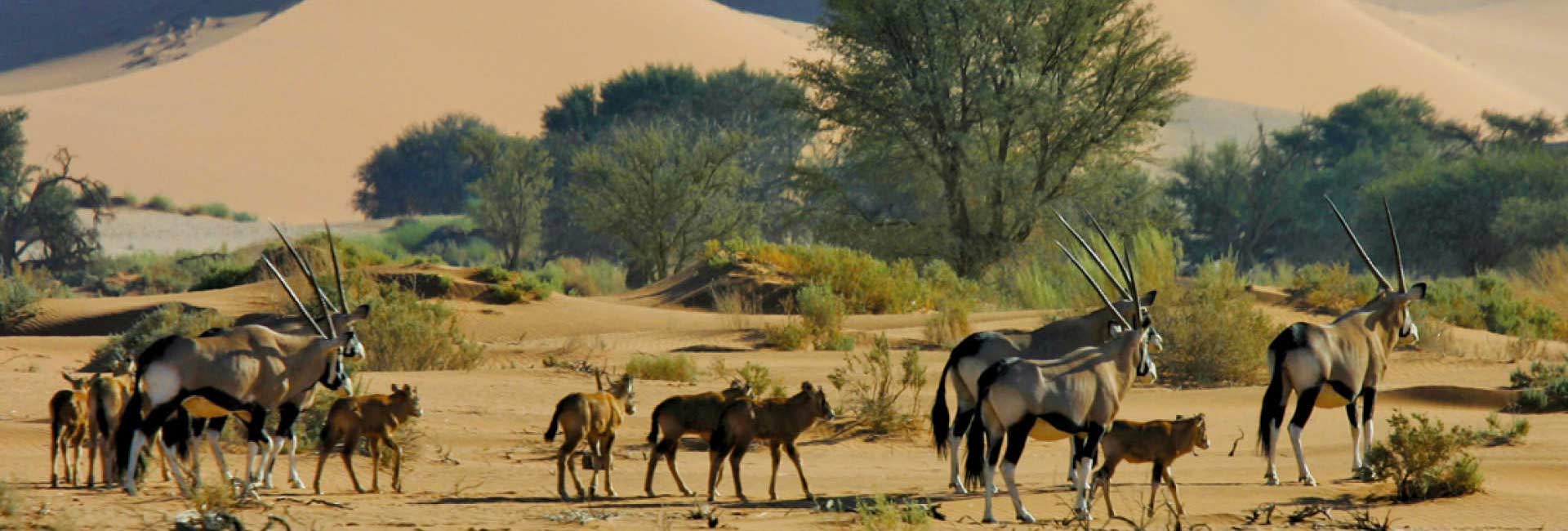 Namibia Safari