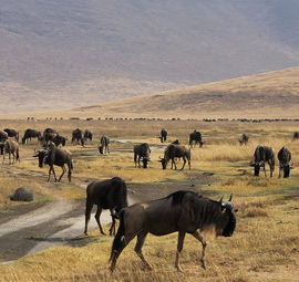 Ngorongoro Conservation Area