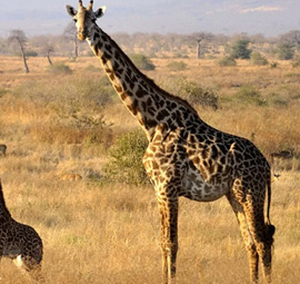 Matobo National Park