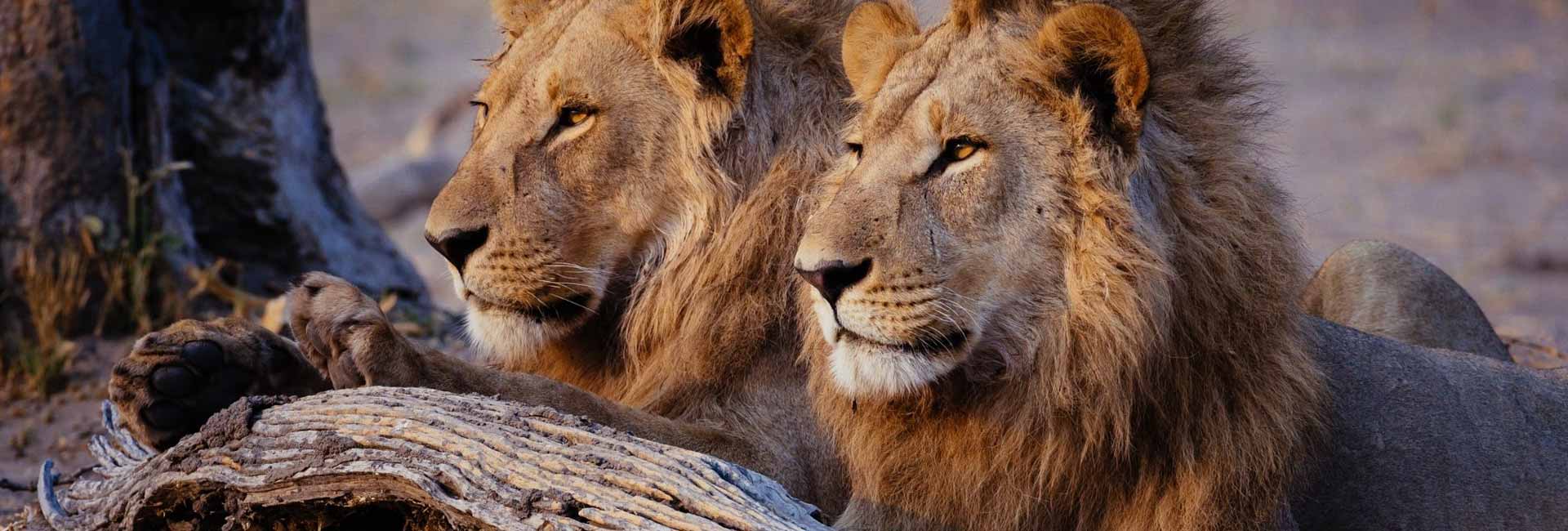 Savuti National Park