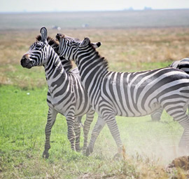 South Africa Budget Safari