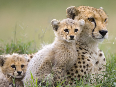 South Africa Classic Safari