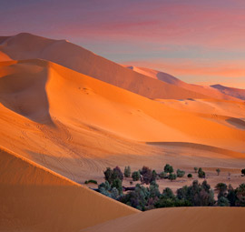 South Africa Desert Safari