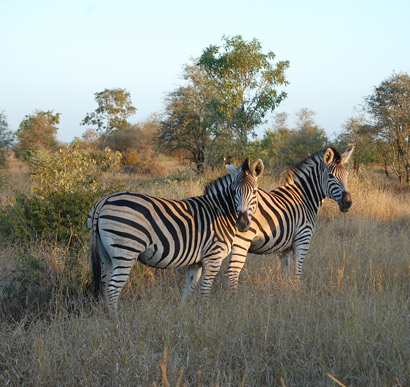 Kruger National Park