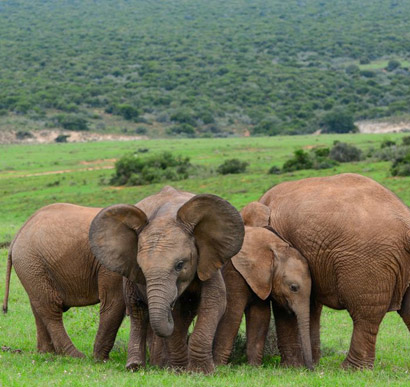 Addo Elephant National Park