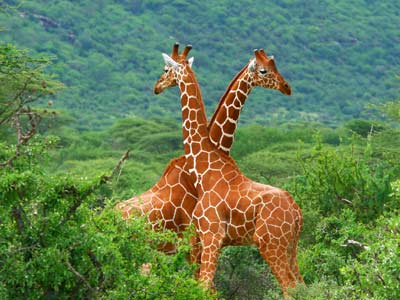 Big Five Mobile Camping Safari