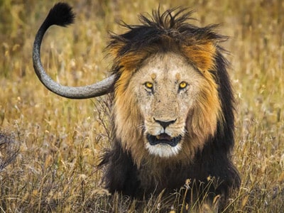 zimbabwe tours and safaris