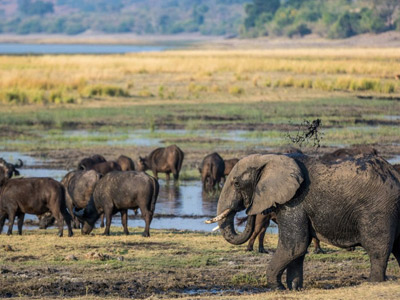Victoria Falls & Chobe National Park Safari