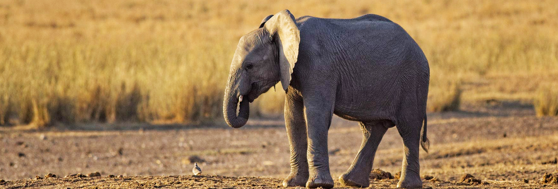 Tarangire National Park