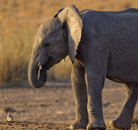 Tarangire National Park