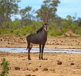 Hwange National Park