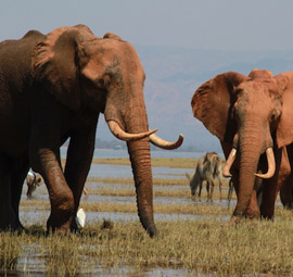 Matusadona National Park